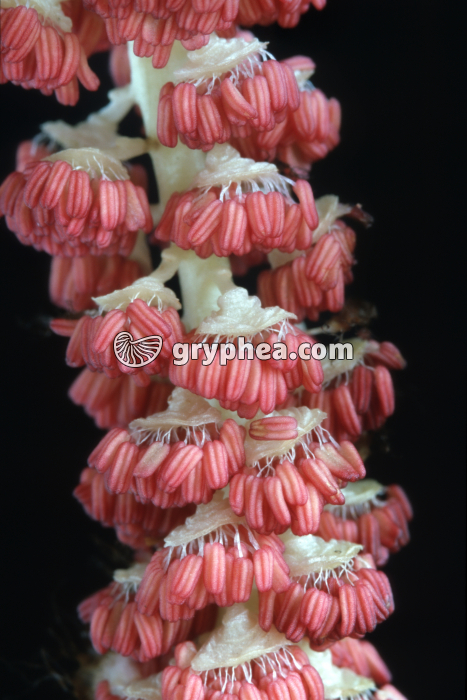 Peuplier blanc (Populus alba) - fleurs mâles (détail) - gryphea.com